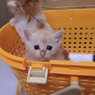 クリーム色の茶トラの男の子 里親様募集中