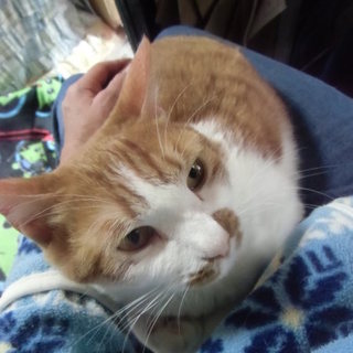 里親さん決まりました！スリスリ❤まこちゃん☆