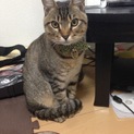 お願いします。8ヶ月のキジトラです