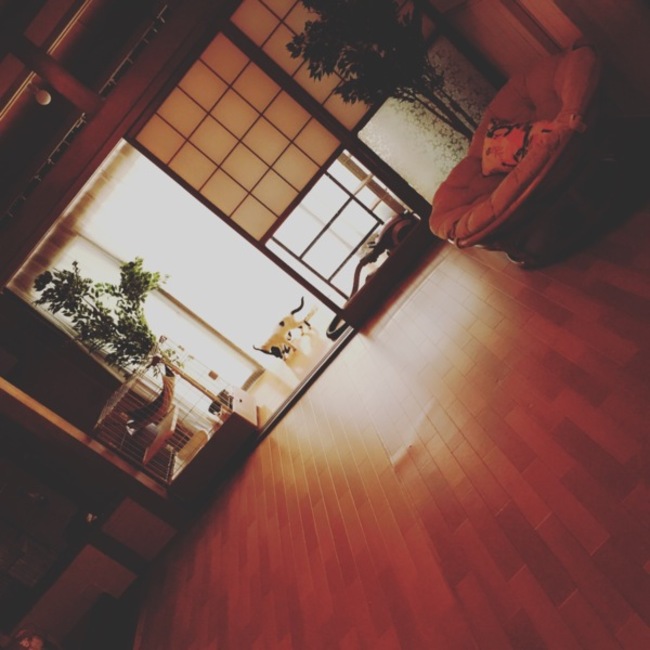 yoga and cat houseのカバー写真