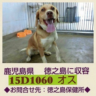 *家族にむかえていただけませんか 1060