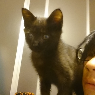 優しい里親様を探してます。