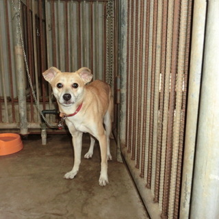 *家族にむかえていただけませんか 1069