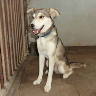*家族にむかえていただけませんか 1070