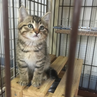 推定2か月おっとりな男の子「エダマメ」