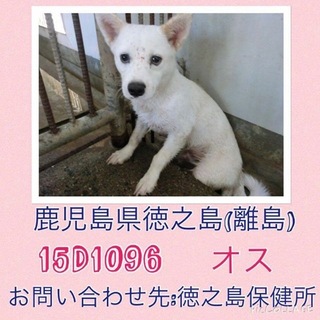 *家族にむかえていただけませんか 1096