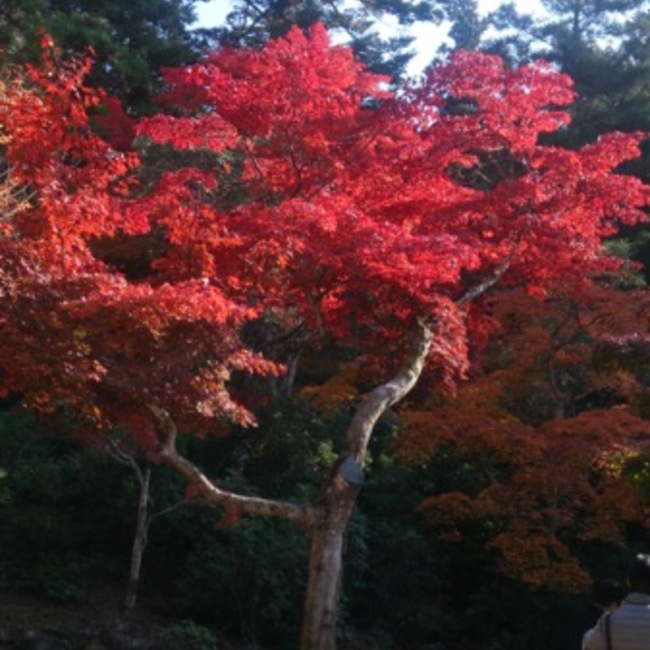 イクエルのカバー写真