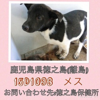 *家族にむかえていただけませんか 1098