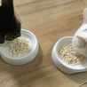 夕飯用にこっそりと笹身を茹でていたらバレました