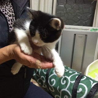 子猫の里親さん募集中
