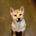 可愛がって飼ってくれる人募集