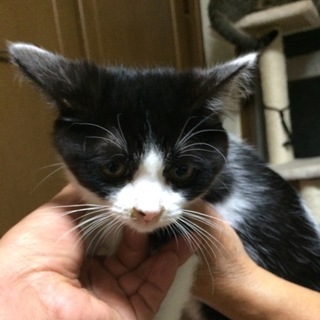 子猫の里親募集
