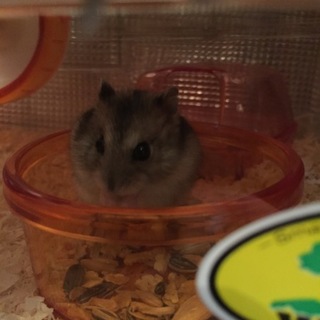 里親さんになってくれる人