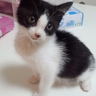 人懐こく甘えん坊さんです。