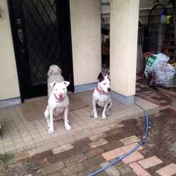 ポニョちゃんとキナコちゃんと、、、、ドロップちゃん