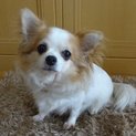 チワワの「ミニー」です
