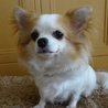 チワワの「ミニー」です サムネイル2
