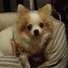 チワワの「ミニー」です サムネイル3