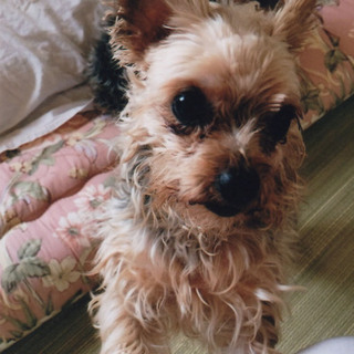 かわいいヨーキーちゃん家族募集中です！3