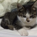 10月生まれのメスの子猫です