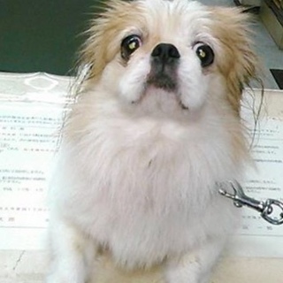 ペキニーズの男の子