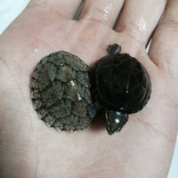 虎太とえりちゃん