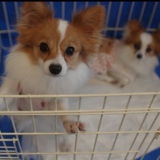 パピヨン女の子１才ミルちゃん