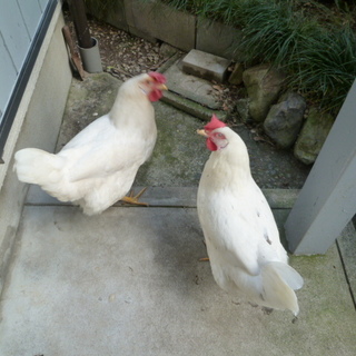 メスの桜タマゴのニワトリちゃん２羽　