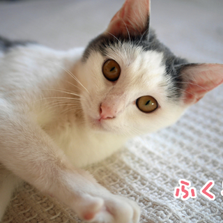 グレー×白★くりくりお目めの甘えんぼ女子★生後半年