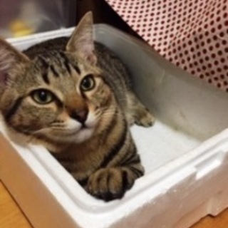 ひじきくん　よく遊ぶ男の子です