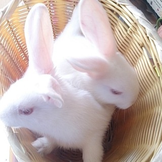  とても優しい里親さんに巡り会えました。