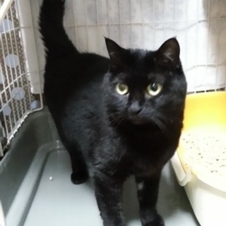 福島っ子ローズ