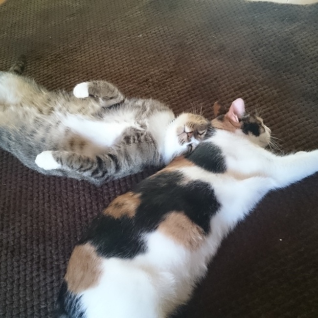 ナンファーのカバー写真