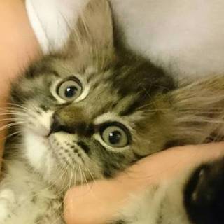 八王子市周辺で募集中　ふわきじ　たれぞー