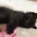 約1.5ヶ月の黒系にゃんこ