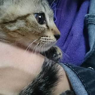 お目めぱっちりキジトラちゃん