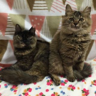 ５ヶ月ムギサビ姉妹猫