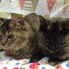 ５ヶ月ムギサビ姉妹猫 サムネイル2