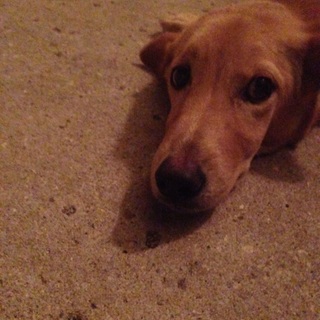 至急 お願いします。