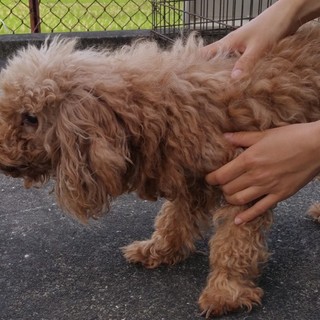 譲渡されたそうです！！