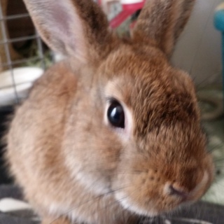 保護うさぎ※臍ヘルニア