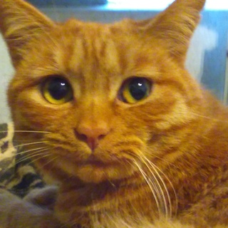 癒し系「甘えん坊将軍」　茶トラ１歳（さみしがり屋）