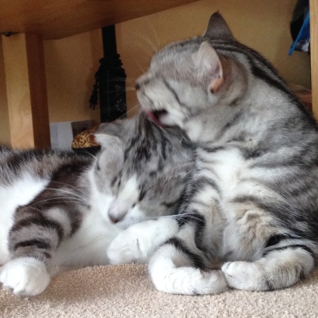 もふちょこらのカバー写真