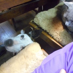 食卓の下のポニョ