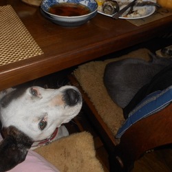 「食卓の下のポニョ」サムネイル2