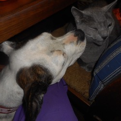 「食卓の下のポニョ」サムネイル3