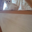 くりくりあたまのふかふかクリーム色の子猫ちゃんです