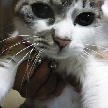 天国のもちちゃんの写真