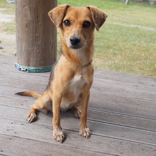 29日までに里親を見つけたい！