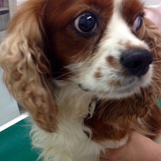 《里親募集》スバル 3〜５歳 男の子 ブレンハイム